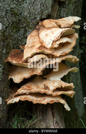 Oak Mazegill [Daedalea quercina] fungo della staffa Foto Stock