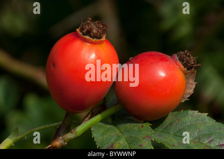 La rosa canina (Rosa canina agg.), Frutta - close-up Foto Stock