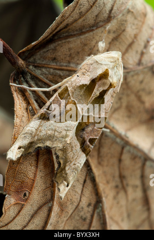 Sfumature di angolo (Phlogophora meticulosa), morto sulla foglia di platano Foto Stock