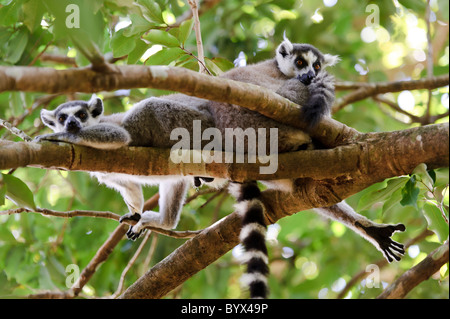 Una coppia di anello-tailed lemuri in appoggio in una struttura ad albero, riserva di Nahampoana, Fort Dauphin, Madagascar. Foto Stock