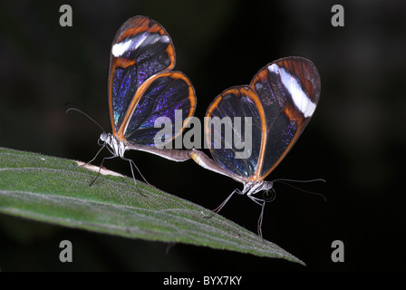 Greta Oto Clearwing Glasswing Butterfly America Centrale Foto Stock