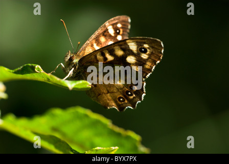 Chiazzato legno Butterfly Pararge aegeria REGNO UNITO Foto Stock