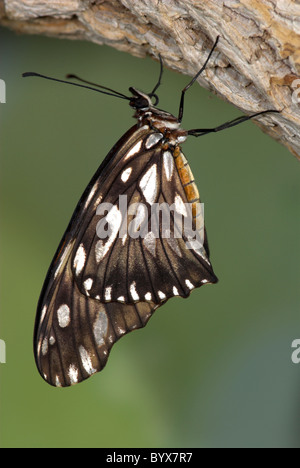 Gulf Fritillary Butterfly Agraulis vanillae USA Foto Stock