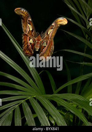 Atlas Moth Attacus atlas Asia Foto Stock