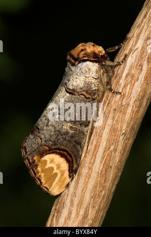 Buff Suggerimento Moth Phalera bucephala REGNO UNITO Foto Stock