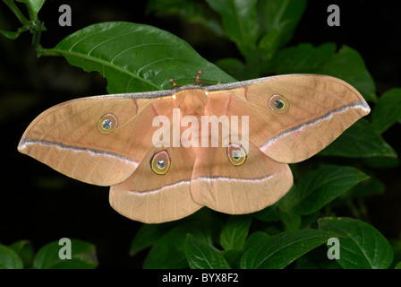 Cinese (quercia) Tussah Moth Antheraea pernyi Foto Stock