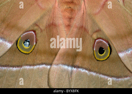 Cinese (quercia) Tussah Moth Antheraea pernyi Foto Stock