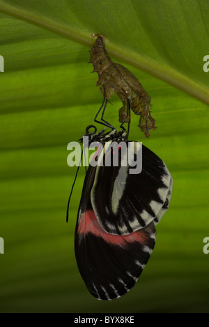 Piccolo rosso o il postino Butterfly Heliconius erato America del Sud Foto Stock