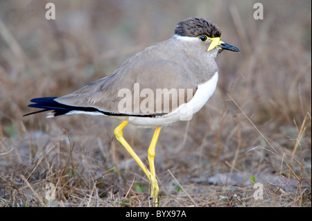 Giallo-wattled Pavoncella Vanellus malabaricus India Foto Stock