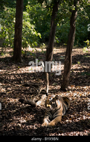 Tigre del Bengala Panthera tigris tigris India Foto Stock