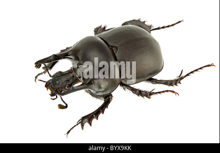 Il maschio della Typhaeus momus isolati su sfondo bianco Foto Stock