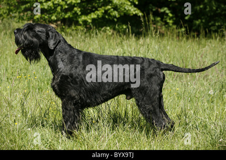 / Riesenschnauzer Schnauzer gigante Foto Stock