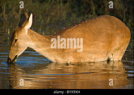 Swamp deer Cervus duvauceli India Foto Stock
