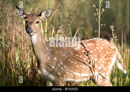 Avvistato cervi Chital o asse asse India Foto Stock