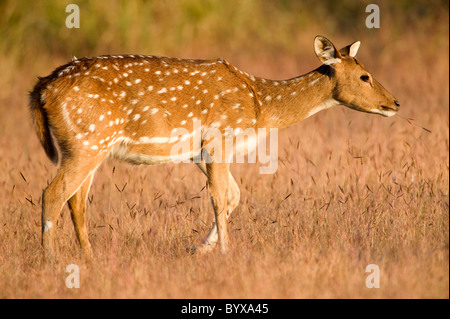 Avvistato cervi Chital o asse asse India Foto Stock