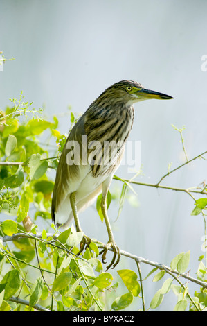 Indian Pond Heron Ardeola grayii Foto Stock