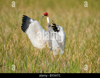 Gru Sarus Grus antigone di Keoladeo Ghana India Foto Stock