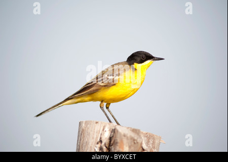 Testa nera Wagtail Motacilla flava Lesbo Grecia Foto Stock