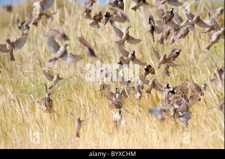Passera sarda Passer hispaniolensis Grecia Foto Stock