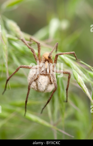 Wolf spider Pisaura mirabilis Lesbo Grecia Foto Stock