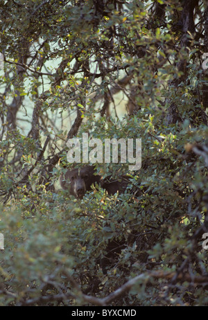 Orso nero, quercia, il Parco Nazionale di Sequoia e Kings Canyon, California, orso nero, orso Foto Stock