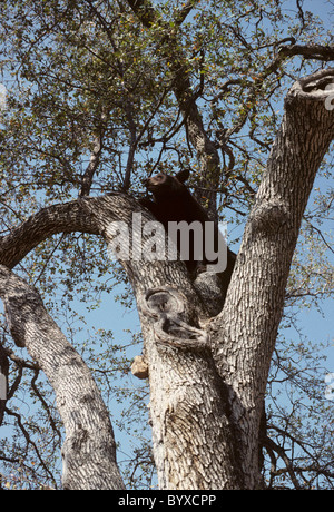 Orso nero, quercia, il Parco Nazionale di Sequoia e Kings Canyon, California, orso nero, orso Foto Stock