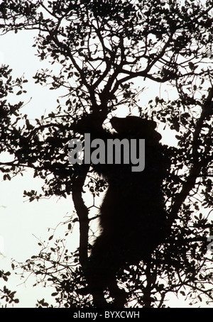 Orso nero, quercia, il Parco Nazionale di Sequoia e Kings Canyon, California, orso nero, orso Foto Stock