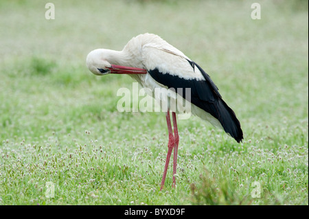 Cicogna bianca Ciconia ciconia Lesbo Isola Grecia Foto Stock