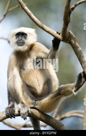 Hanuman comune Langur Semnopitheaus entellus India Foto Stock