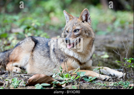 Golden Jackal Canis aureus recante woodland India Foto Stock