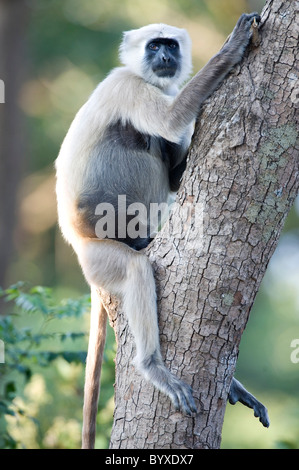 Hanuman comune Langur Semnopitheaus entellus India Foto Stock