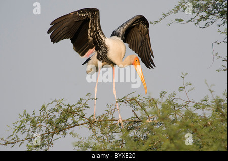 Dipinto di Stork Mycteria leucocephala India Keoladeo Foto Stock