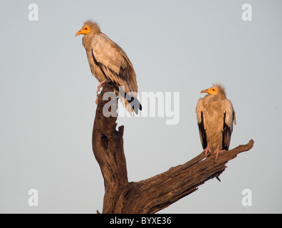 Avvoltoi egiziano Neophron percnopterus India Foto Stock