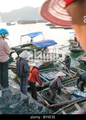 Il Vietnam la pesca Co-operative di lavoro nella baia di Halong Foto © Julio Etchart Foto Stock