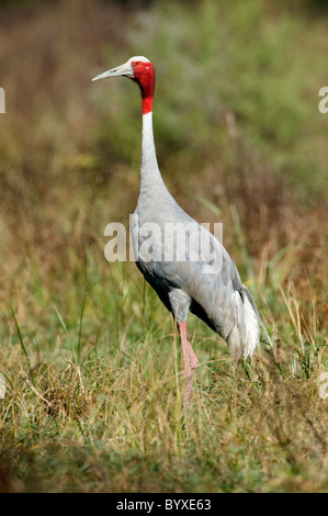 Gru Sarus Grus antigone di Keoladeo Ghana India Foto Stock