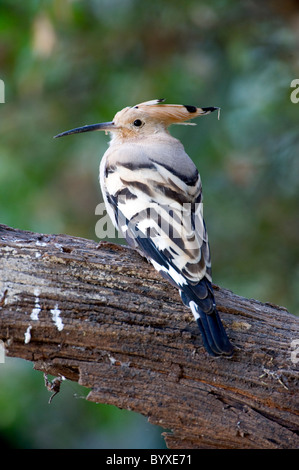 Upupa Upupa epops Keoladeo Ghana India Foto Stock