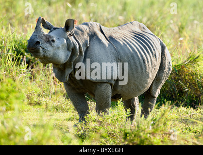 Indian Rhino Rhinoceros unicornis Kaziranga Assam Foto Stock