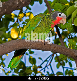 Amazon cubano o rosa throated parrot Foto Stock