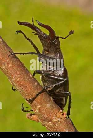 Stag beetle; lucanus cervis; Devon UK Foto Stock