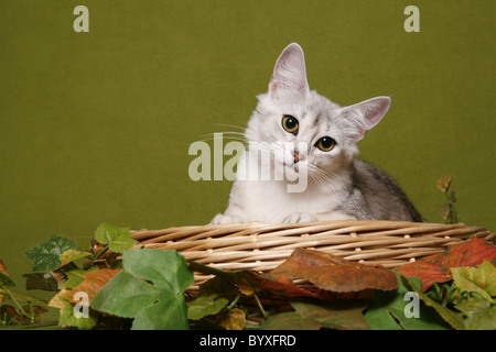 Silbersomali / somalo in argento Foto Stock