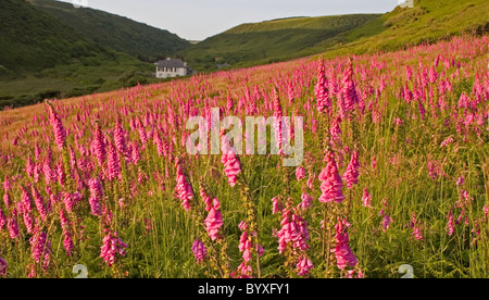 Comune o viola foxglove Digitalis purpurea Devon UK Foto Stock