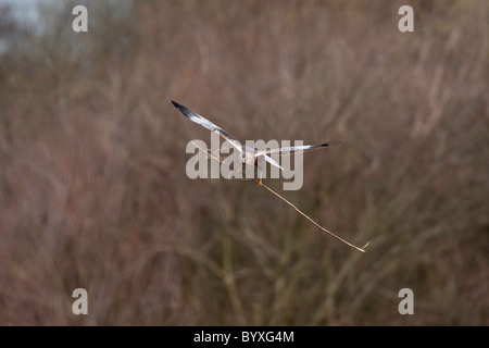 Marsh Harrier portando una grande ramo di albero in volo contro un sfondo di bosco Foto Stock