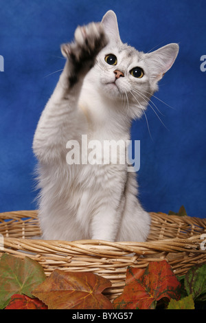 Silbersomali / somalo in argento Foto Stock