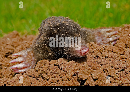 Unione mole talpa europaea Devon UK Foto Stock