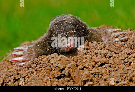 Unione mole talpa europaea Devon UK Foto Stock