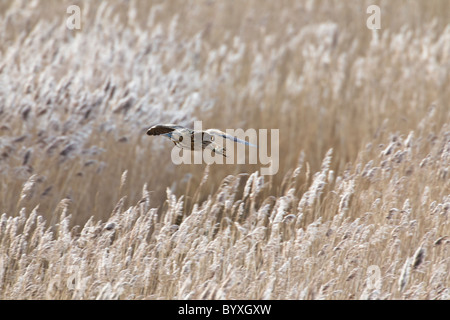 Tarabuso in volo su un letto di reed Foto Stock