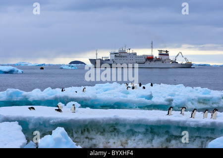 Vista della nave turistica da Paulet Island con Adelie pinguini in primo piano, Penisola Antartica Foto Stock