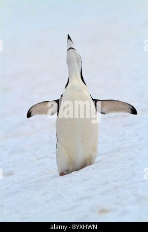 Visualizzazione di pinguini dal sottogola (Pygoscelis antarcticus), Barrientos isola, a sud Shetland, Antartide Foto Stock
