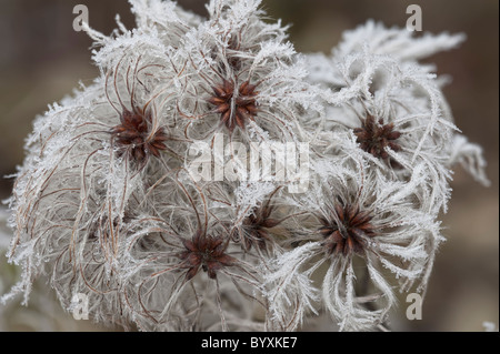 Uomo vecchio con la barba Clematis vitalba con gelo Foto Stock