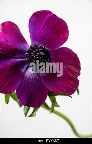 Anemone viola fiore Foto Stock